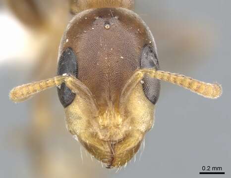 Image of Pseudomyrmex particeps Ward 1993