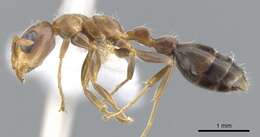 Image of Pseudomyrmex particeps Ward 1993