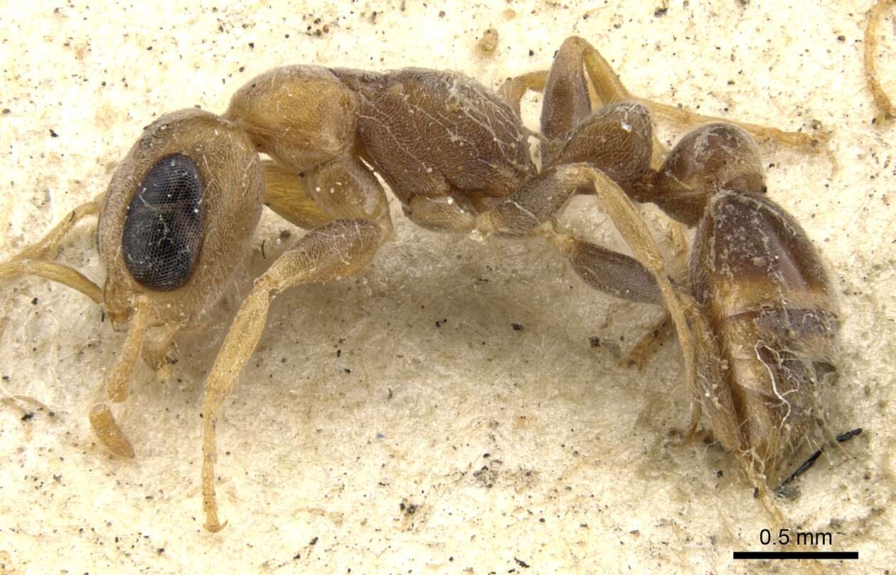 Image of Pseudomyrmex oculatus (Smith 1855)