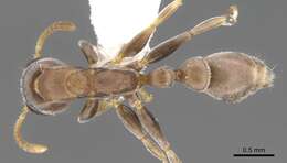 Image of Pseudomyrmex alustratus Ward 1989