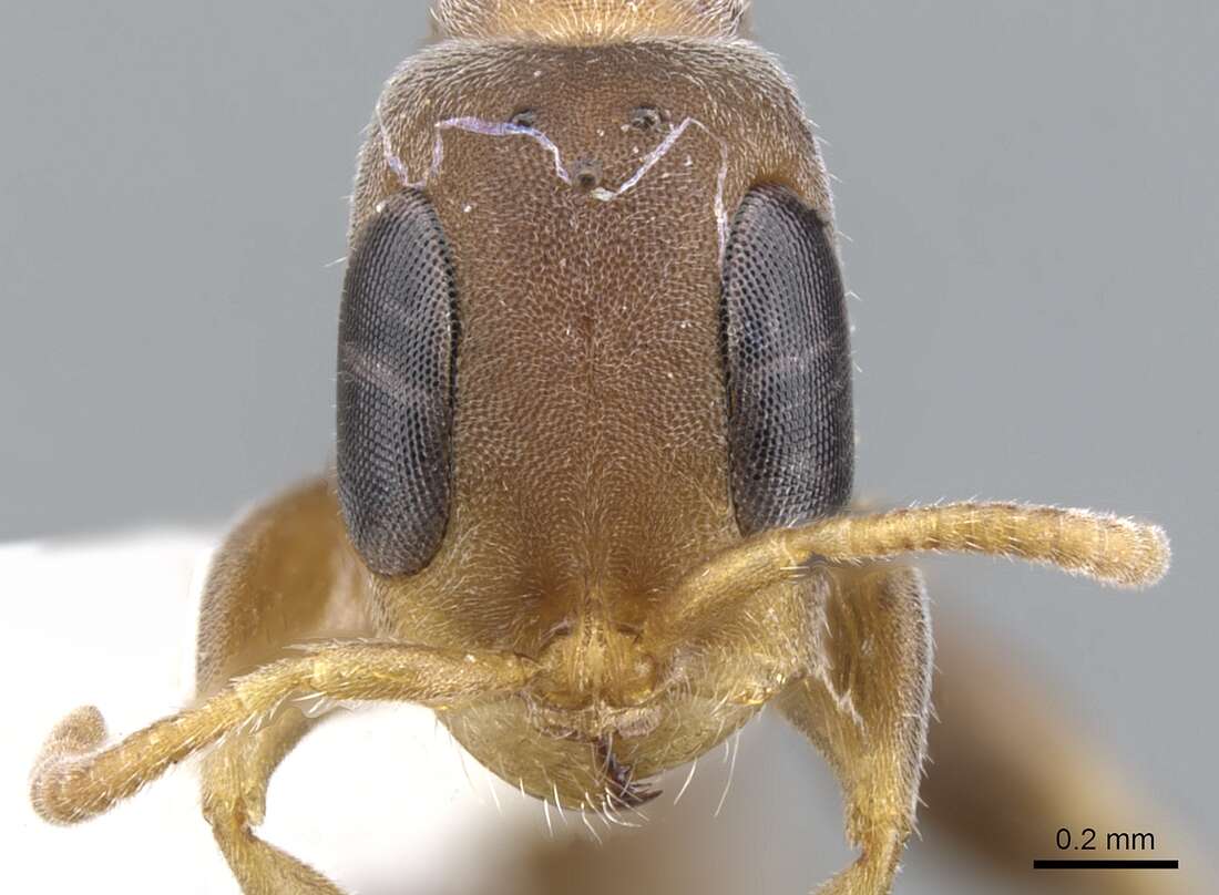 Image of Pseudomyrmex alustratus Ward 1989