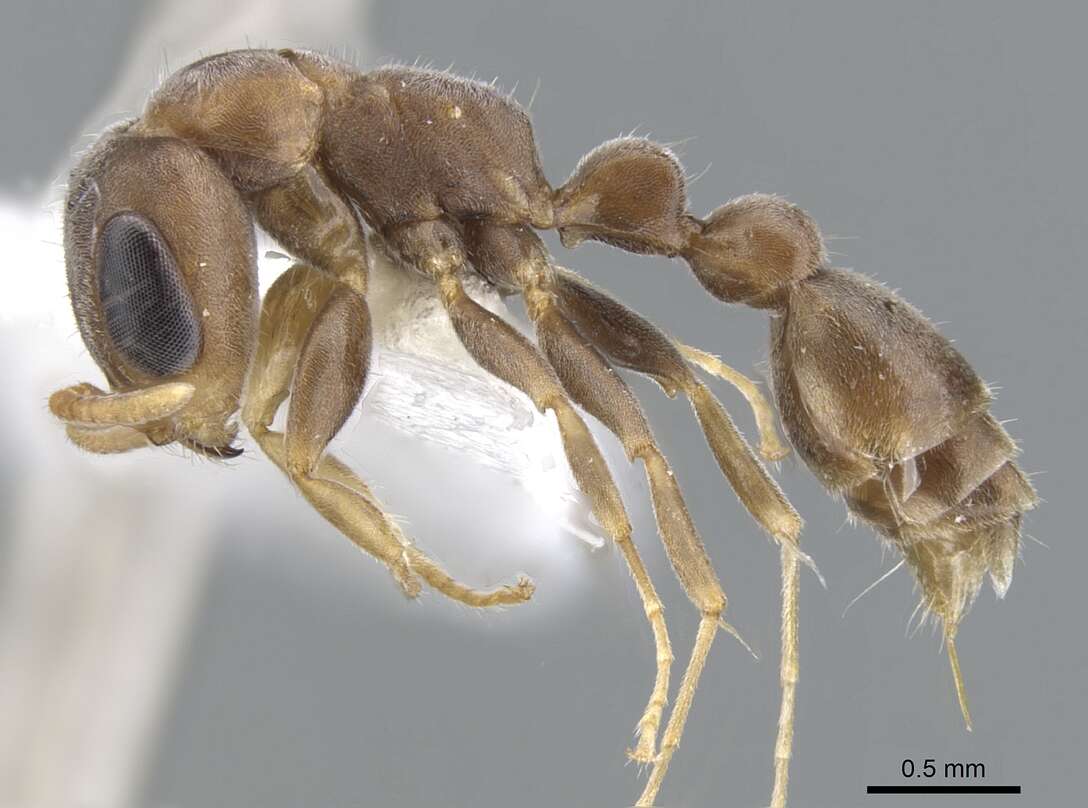 Image of Pseudomyrmex alustratus Ward 1989