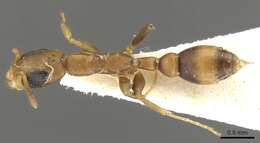Image of Pseudomyrmex subtilissimus (Emery 1890)