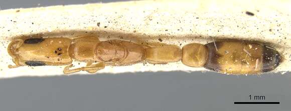 Image of Pseudomyrmex