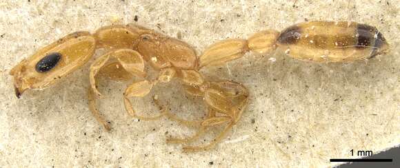 Image of Pseudomyrmex