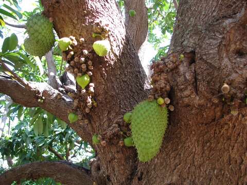 Image of soursop