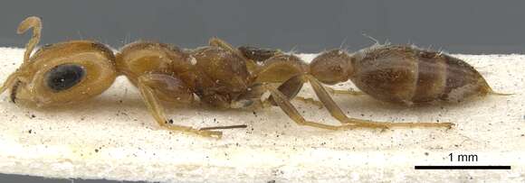 Image of Pseudomyrmex