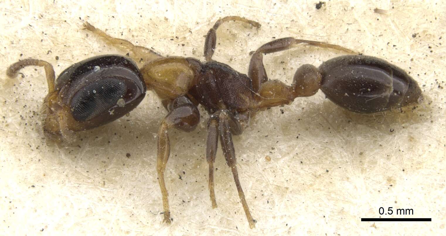 Image of Pseudomyrmex laevifrons Ward 1989