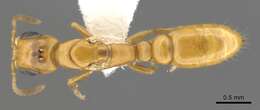 Image de <i>Pseudomyrmex inquilinus</i>