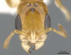 Image de <i>Pseudomyrmex inquilinus</i>