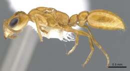 Image de <i>Pseudomyrmex inquilinus</i>