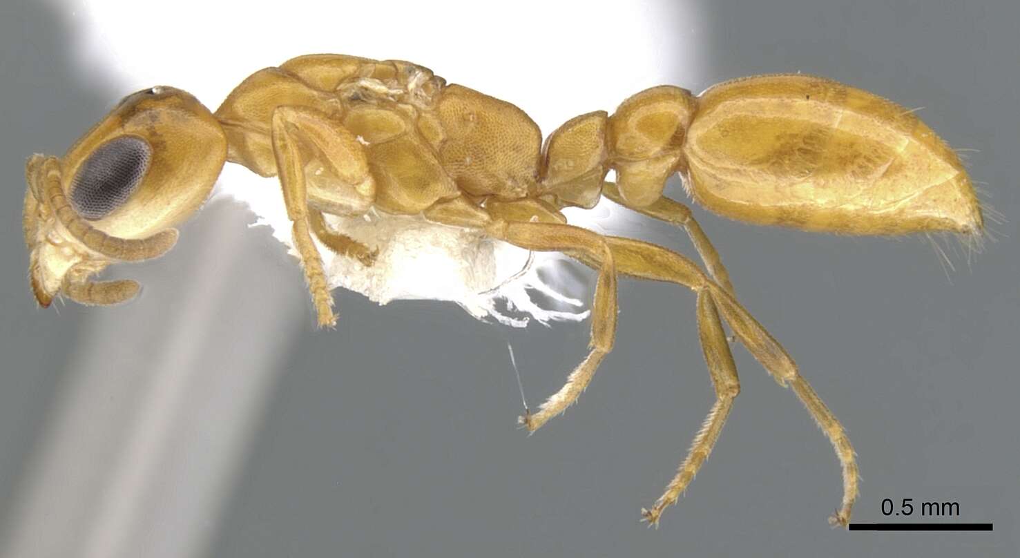 Image of <i>Pseudomyrmex inquilinus</i>