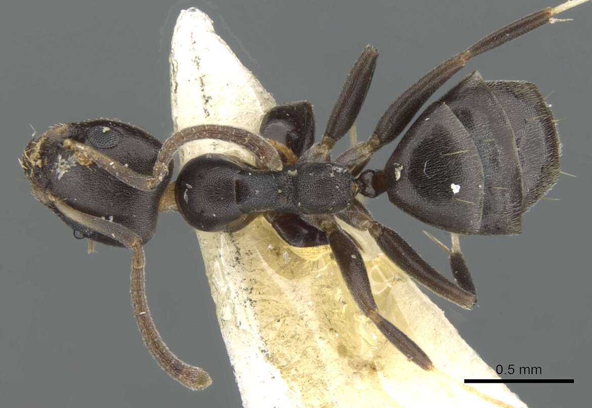 Image of Axinidris