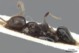 Image of Axinidris ghanensis Shattuck 1991