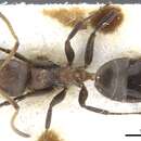 Image of Axinidris nigripes Shattuck 1991