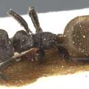 Image of Axinidris palligastrion Shattuck 1991