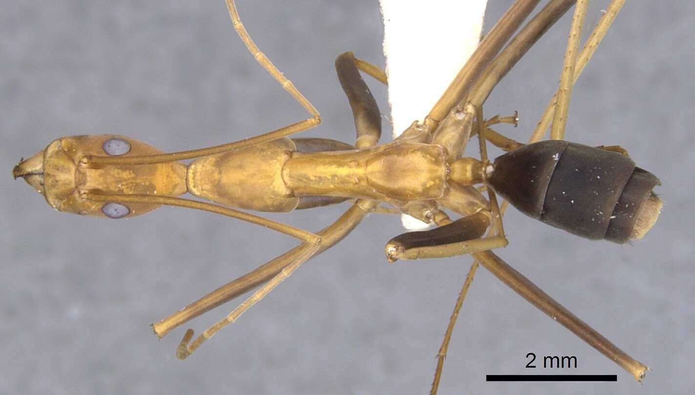 Image of Leptomyrmex varians Emery 1895
