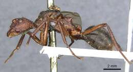 Dolichoderus decollatus Smith 1858的圖片