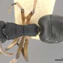 Image of Dolichoderus smithi MacKay 1993