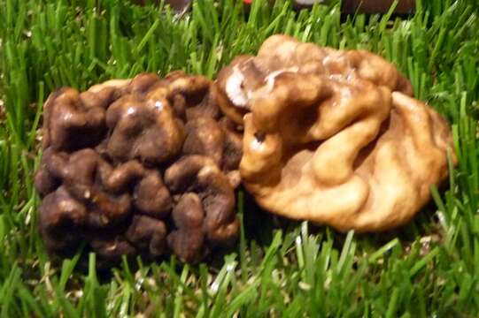 Imagem de Gyromitra esculenta (Pers.) Fr. 1849