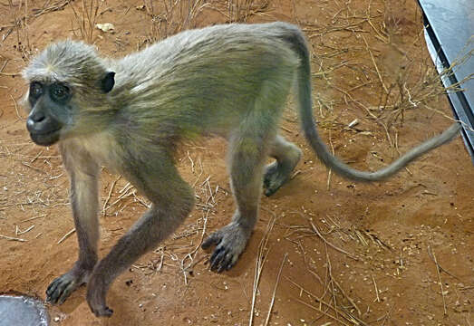 Image of Agile Mangabey