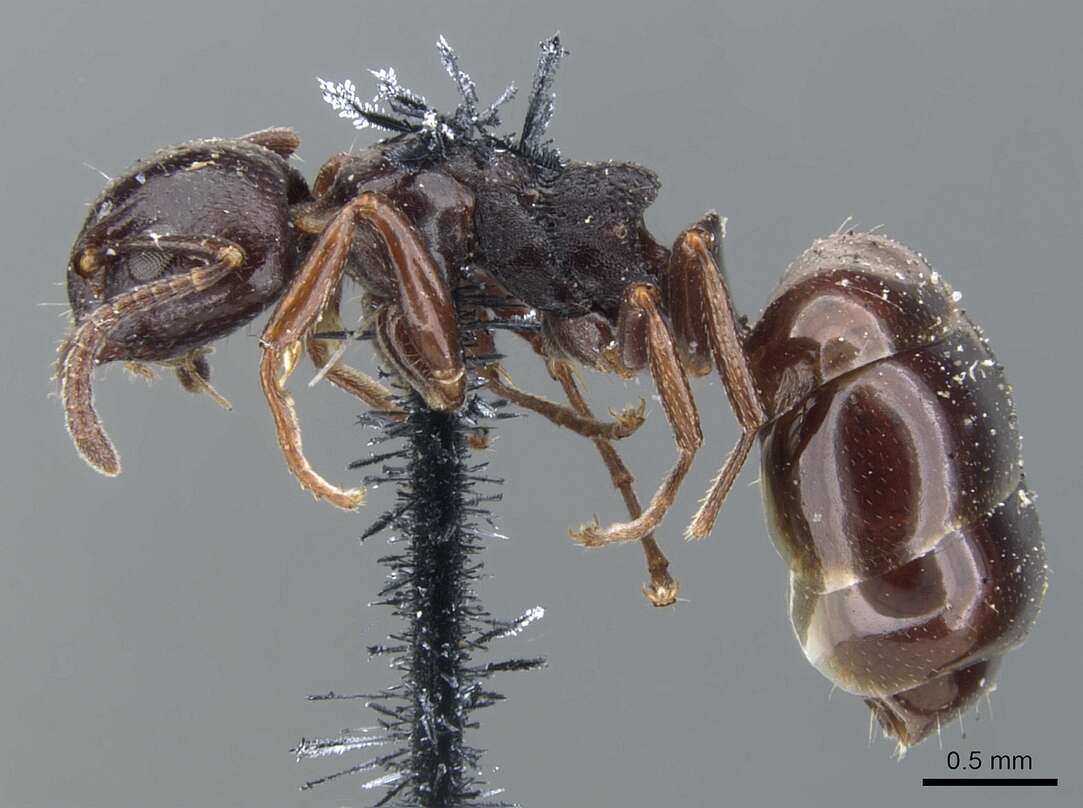 Image of Dolichoderus taschenbergi (Mayr 1866)