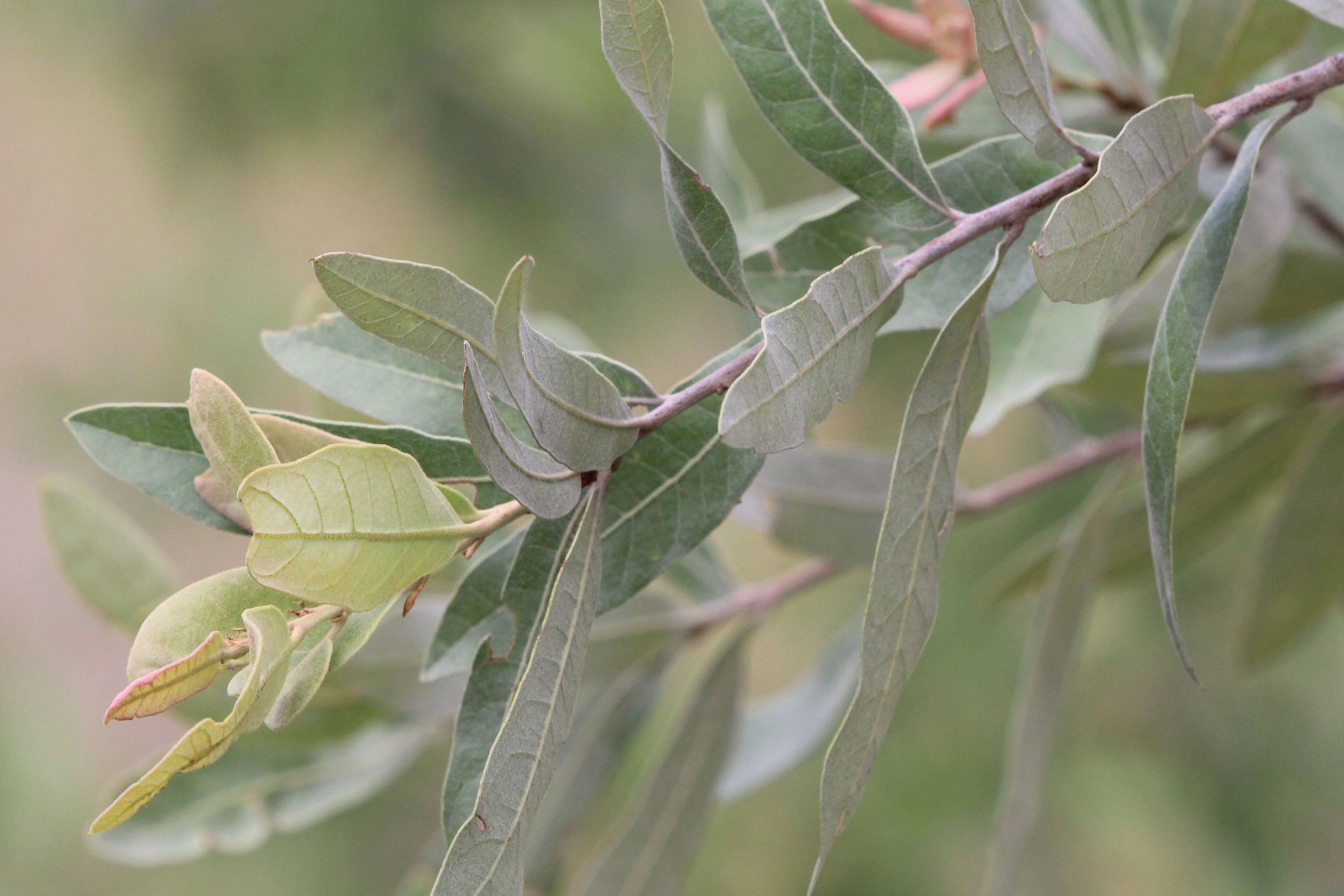 Quercus incana W. Bartram resmi