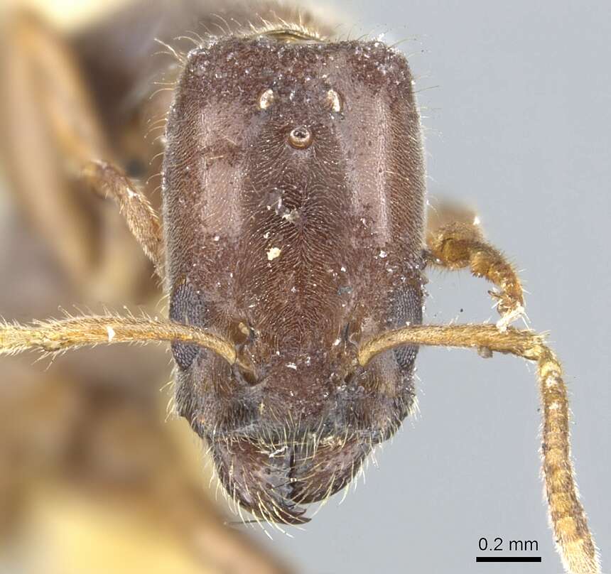 Image de Anonychomyrma longicapitata (Donisthorpe 1947)