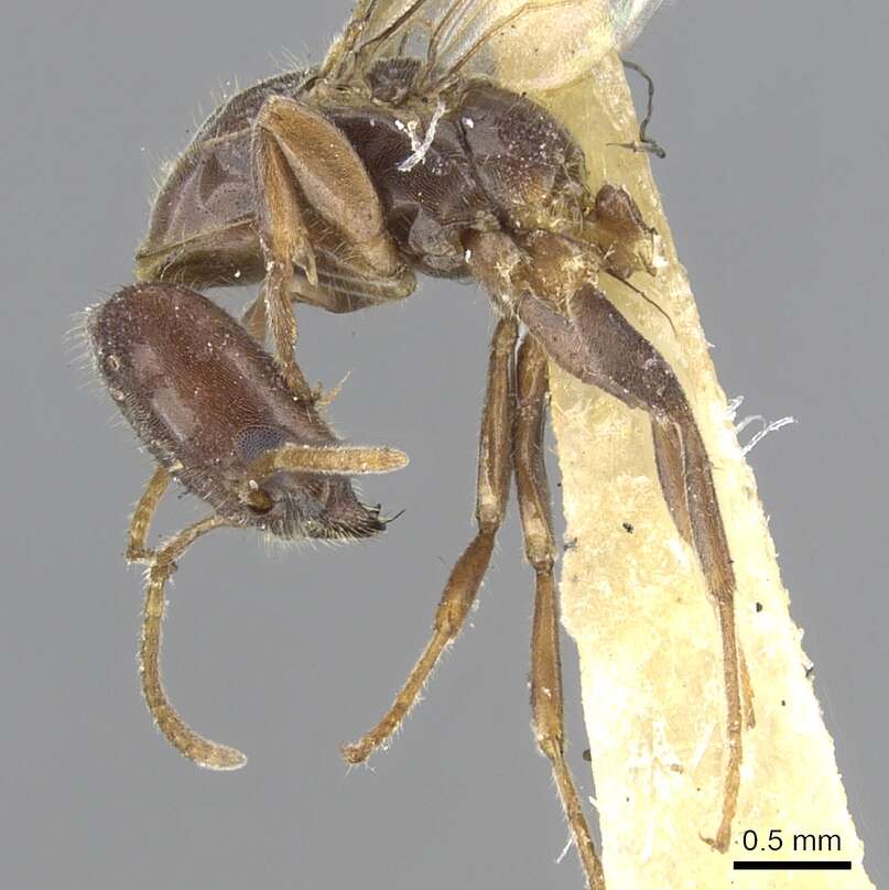 Image de Anonychomyrma longicapitata (Donisthorpe 1947)