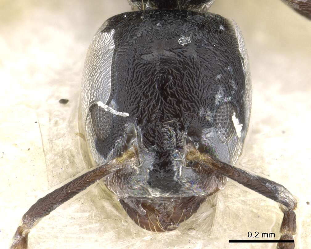 Image of Anonychomyrma minuta (Donisthorpe 1943)