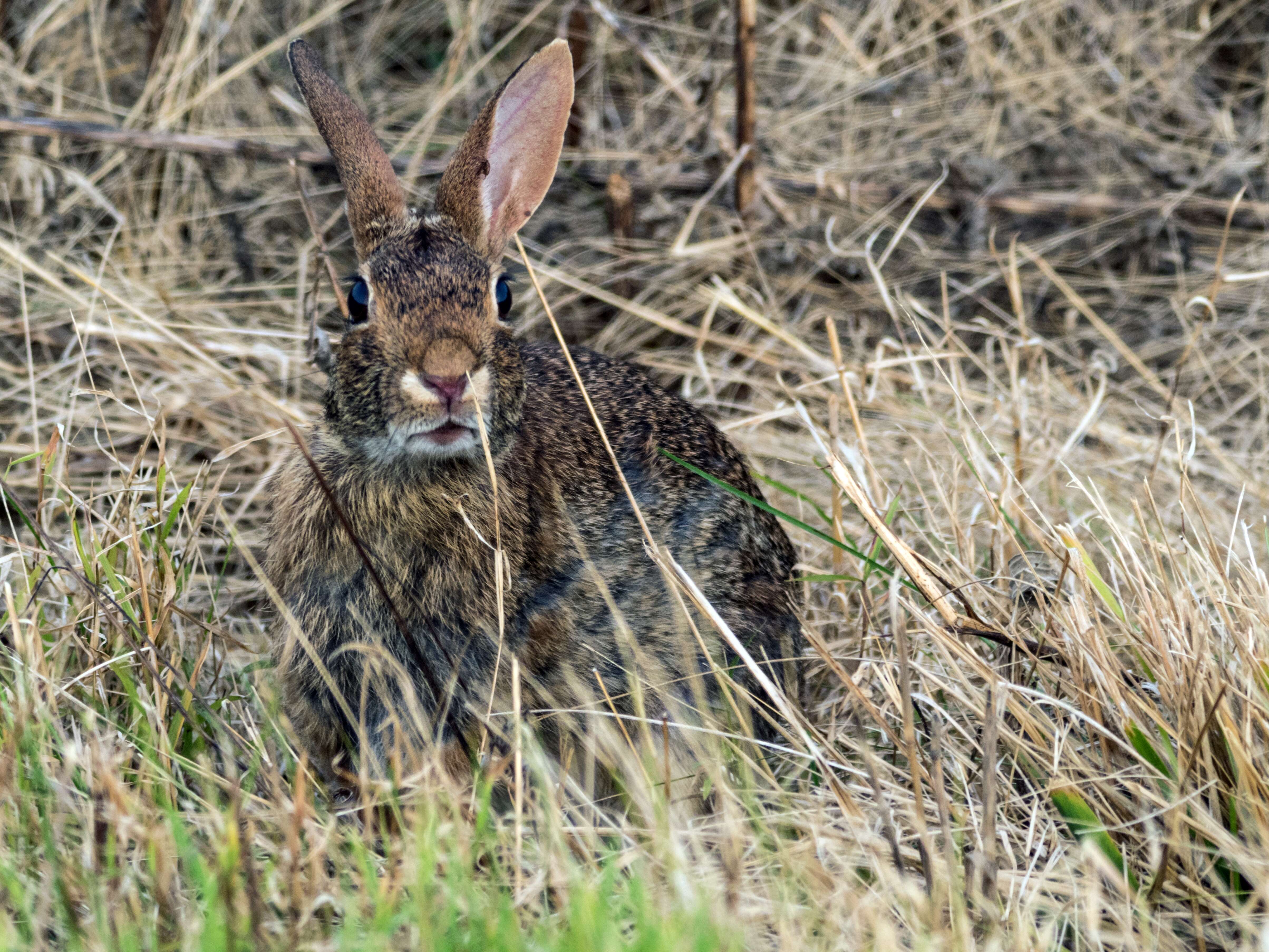 Image of eastern cottontail