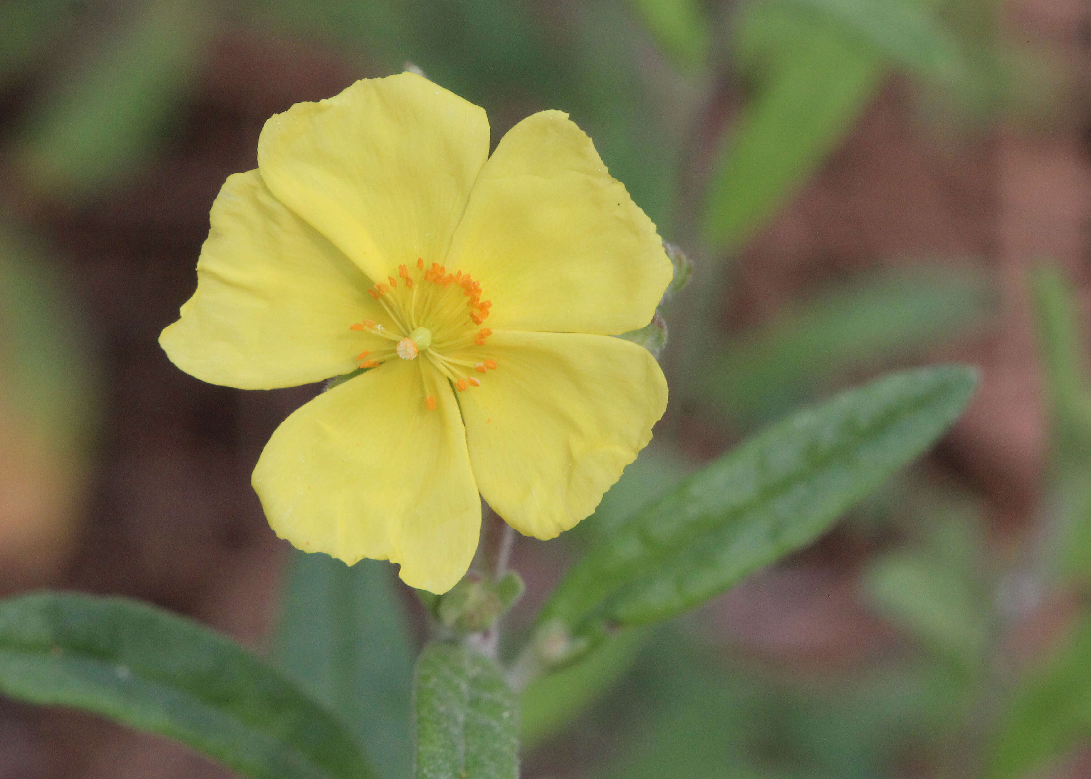 Imagem de Crocanthemum corymbosum (Michx.) Britt.