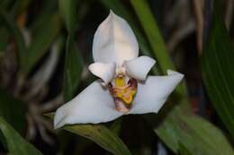 Image of Maxillaria lehmannii Rchb. fil.