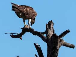 Image of ospreys