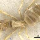 Image of Bothriomyrmex salsurae Donisthorpe 1944