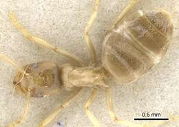 Image of Bothriomyrmex salsurae Donisthorpe 1944