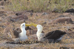 Image of Waved Albatross