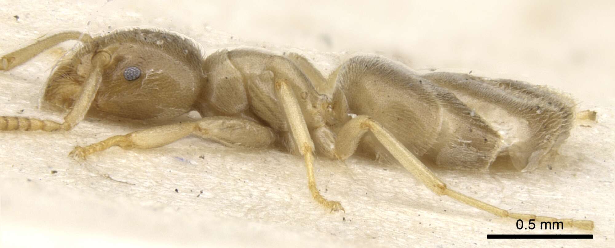 Image of Bothriomyrmex salsurae Donisthorpe 1944