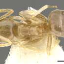 Image of Bothriomyrmex modestus Radchenko 1985