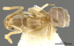 Image de Bothriomyrmex modestus Radchenko 1985