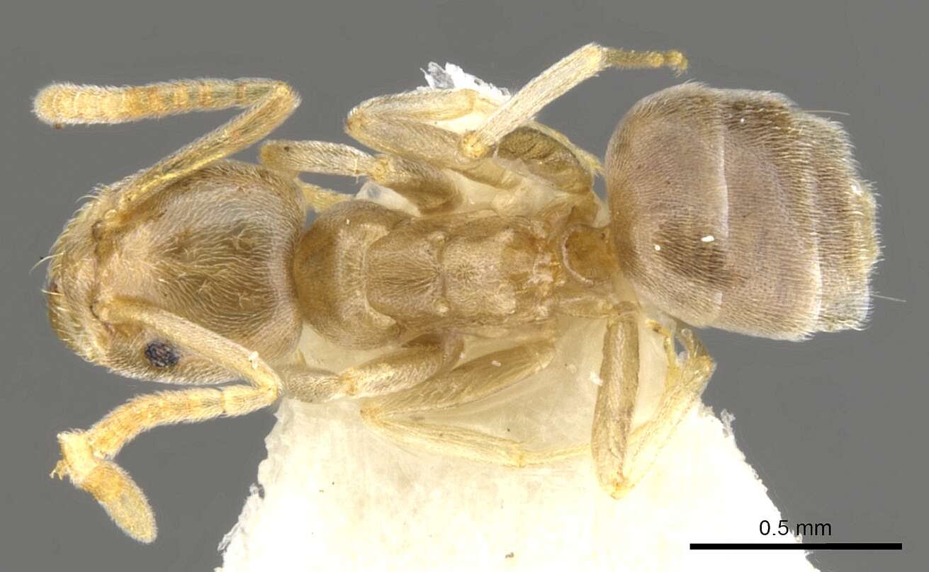 Image de Bothriomyrmex modestus Radchenko 1985