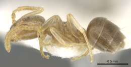 Image de Bothriomyrmex modestus Radchenko 1985