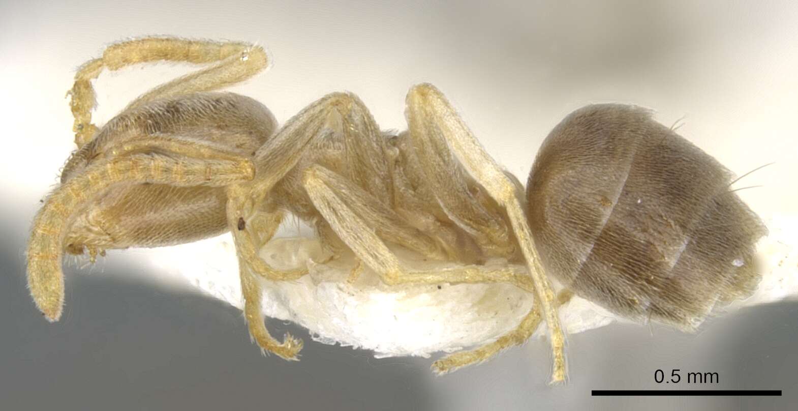 Image de Bothriomyrmex modestus Radchenko 1985