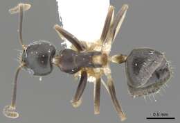 Image of Technomyrmex pluto