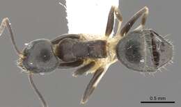 Image of Technomyrmex hades