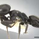 Image of Technomyrmex certus