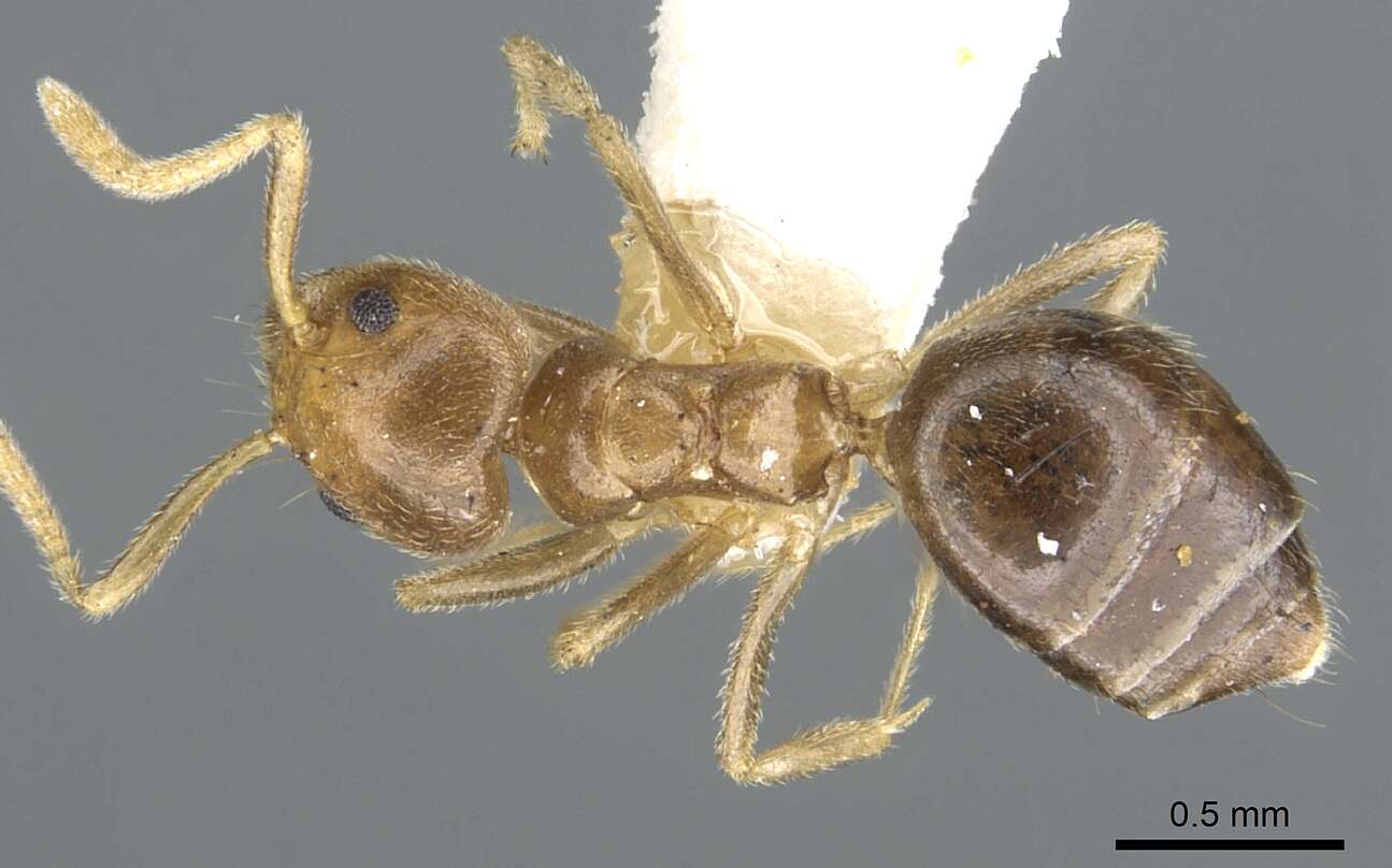 Image of Technomyrmex lasiops