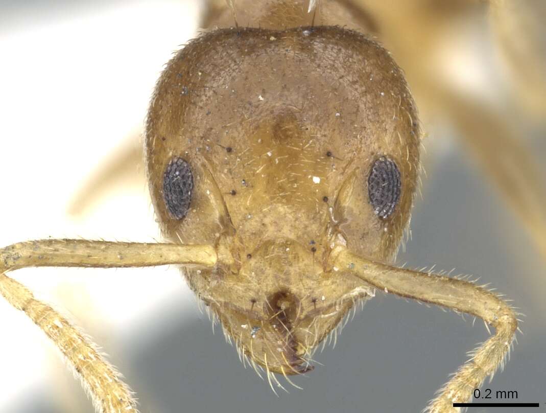 Image of Technomyrmex lasiops