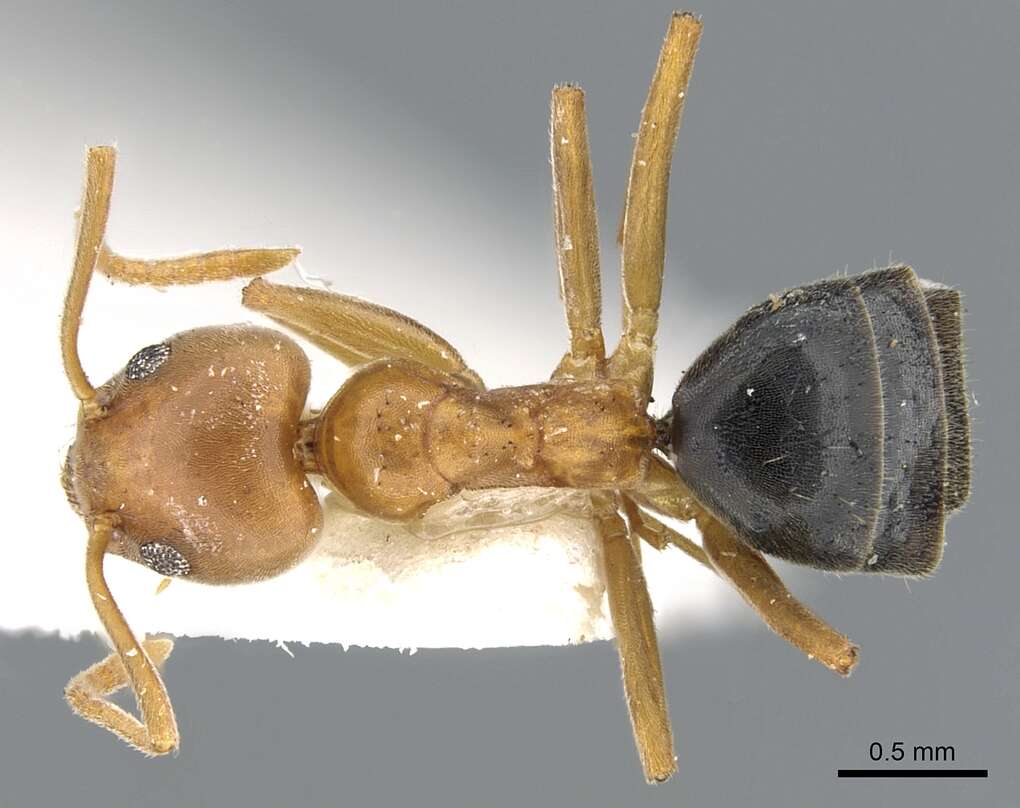 Image of Technomyrmex hostilis