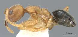 Image of Technomyrmex hostilis